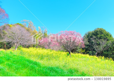 A collaboration between rapeseed flowers and cherry blossoms A collaboration between rapeseed flowers and cherry blossoms 138019895