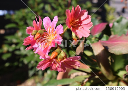 粉紅色路易斯花 粉紅色路易斯花 138019903