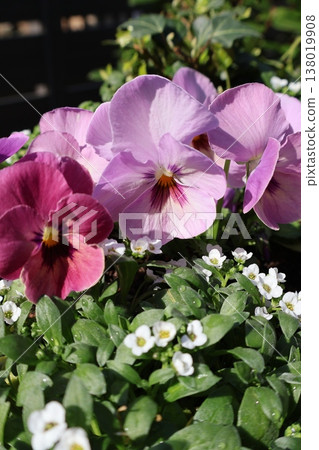 The viola that I grew from seeds has bloomed. 138019908