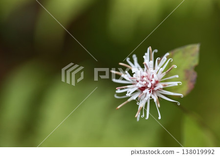 Koyabuki之花 Koyabuki之花 138019992