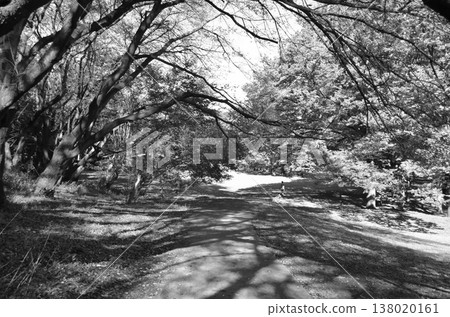 A peaceful time spent in a lush green park in Tokyo 138020161