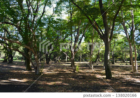 A peaceful time spent in a lush green park in Tokyo A peaceful time spent in a lush green park in Tokyo 138020166