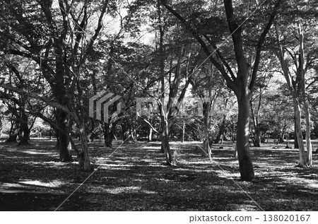 A peaceful time spent in a lush green park in Tokyo A peaceful time spent in a lush green park in Tokyo 138020167
