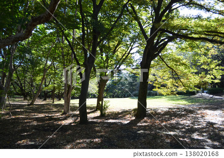 在東京鬱鬱蔥蔥的公園度過了一段寧靜的時光 138020168