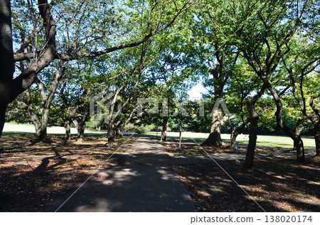在東京鬱鬱蔥蔥的公園度過了一段寧靜的時光 138020174