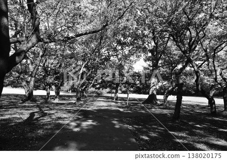 在東京鬱鬱蔥蔥的公園度過了一段寧靜的時光 在東京鬱鬱蔥蔥的公園度過了一段寧靜的時光 138020175