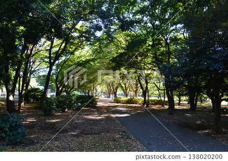 A peaceful time spent in a lush green park in Tokyo A peaceful time spent in a lush green park in Tokyo 138020200