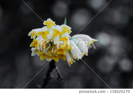 三椏花簇 三椏花簇 138020270