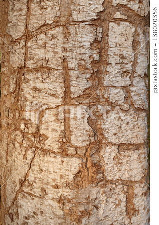 close up of tree bark texture close up of tree bark texture 138020356