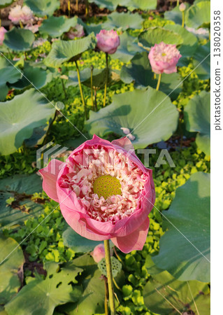 Close up pink color fresh lotus blossom Close up pink color fresh lotus blossom 138020358