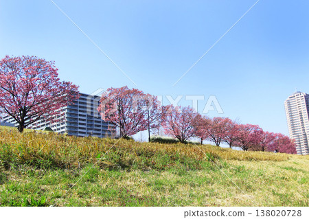 Cherry blossoms in Shioiri park 138020728