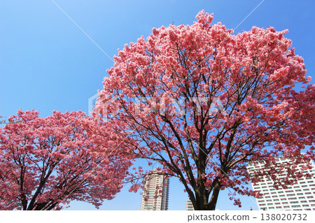 Cherry blossoms in Shioiri park 138020732