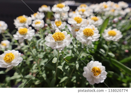 白色小花髮飾 白色小花髮飾 138020774