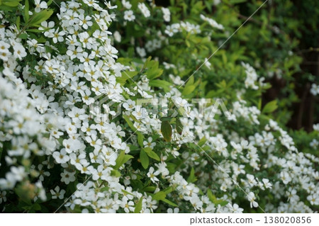 繡線菊(Spiraea thunbergii):春天開的小白花 繡線菊(Spiraea thunbergii):春天開的小白花 138020856