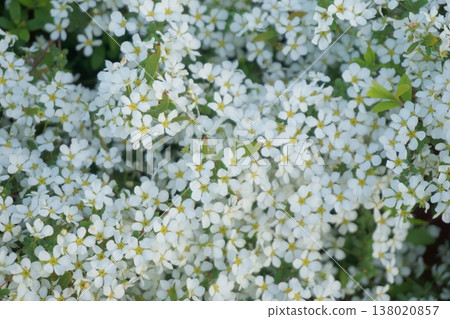 一朵小白花在春天Springlet 一朵小白花在春天Springlet 138020857