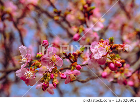 Kawazu cherry blossoms to announce the arrival of spring Kawazu cherry blossoms to announce the arrival of spring 138020902