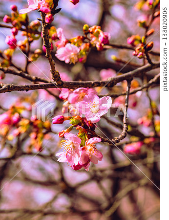 河津櫻花宣布春天的到來 138020906