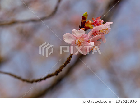 Kawazu cherry blossoms to announce the arrival of spring Kawazu cherry blossoms to announce the arrival of spring 138020930