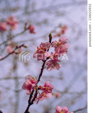 Kawazu cherry blossoms to announce the arrival of spring Kawazu cherry blossoms to announce the arrival of spring 138020932