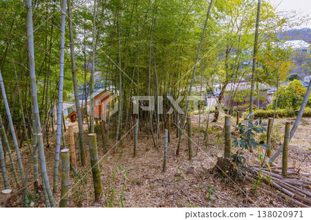 Bamboo forest in the mountains Bamboo forest in the mountains 138020971