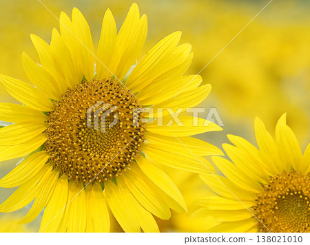 The big sunflower 138021010