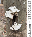生長在樹上的木耳；天然可生物降解；腐爛的樹幹；天然材料。 138021012