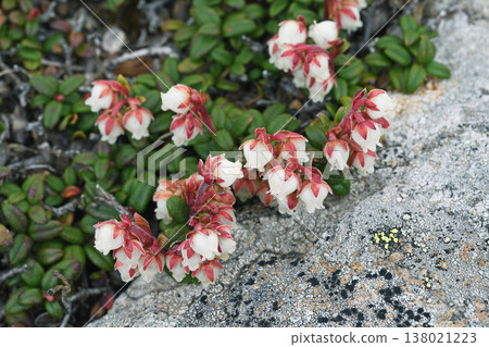 Arcterica nana (北海道、大雪山) Arcterica nana (北海道、大雪山) 138021223