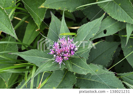 Long thistle (Hokkaido・Daisetsuzan) Long thistle (Hokkaido・Daisetsuzan) 138021231