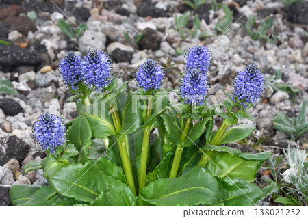 Lagotis glauca (Daisetsuzan, Hokkaido) Lagotis glauca (Daisetsuzan, Hokkaido) 138021232