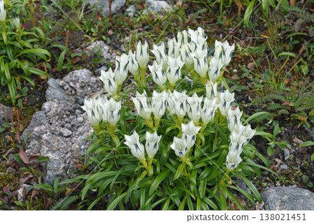 Gentiana scabra (Daisetsuzan, Hokkaido) Gentiana scabra (Daisetsuzan, Hokkaido) 138021451