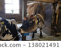 Cows feeding in a cowshed 138021491