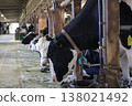 Cows eating pasture in the barn 138021492