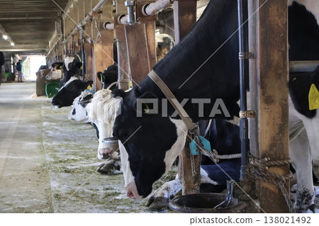 Cows eating pasture in the barn 138021492