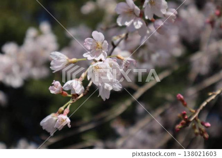 Japanese spring, cherry blossom branches Japanese spring, cherry blossom branches 138021603