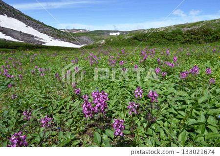 Pedicularis japonicum 群落（北海道大雪山） 138021674