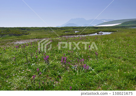 一叢 *Pedicularis verticillata* 和 Tomuraushi 山(北海道大雪山) 一叢 *Pedicularis verticillata* 和 Tomuraushi 山(北海道大雪山) 138021675