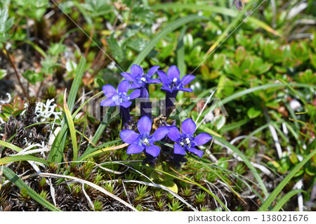 Rishiri Gentian (Hokkaido・Daisetsuzan) 138021676