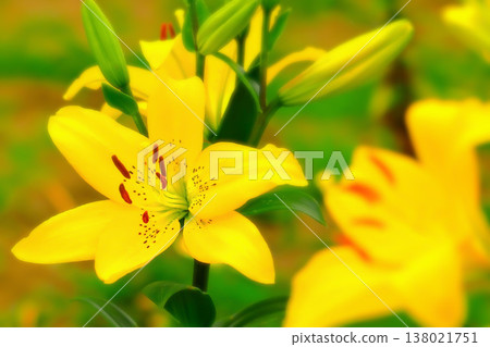 Yellow lilies, gently wet with a light rain. Yellow lilies, gently wet with a light rain. 138021751