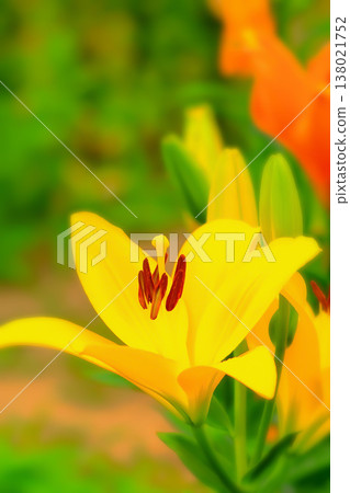Vibrant lily flowers, wet with the light rain of the rainy season. Vibrant lily flowers, wet with the light rain of the rainy season. 138021752