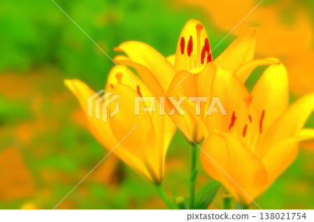 Orange lilies, wet with the rain of the rainy season. 138021754