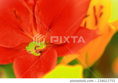 A tree frog shelters from the rain with lily petals. A tree frog shelters from the rain with lily petals. 138021755
