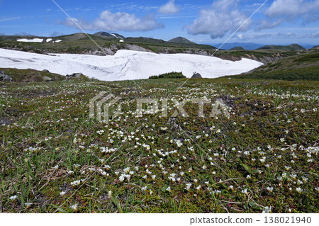 A colony of *Diapensia lapponica* (Daisetsuzan, Hokkaido) A colony of *Diapensia lapponica* (Daisetsuzan, Hokkaido) 138021940