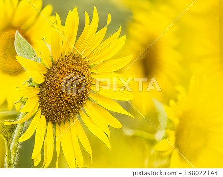 Sunflowering in summer sunflower Sunflowering in summer sunflower 138022143
