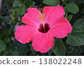 熱帶地區盛開的紅色木槿花 138022248