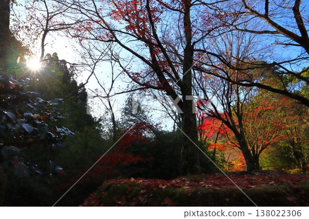 Autumn leaves, fallen leaves, maple leaves, trees, sun Autumn leaves, fallen leaves, maple leaves, trees, sun 138022306