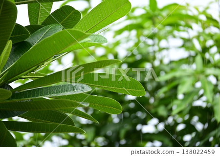 beautiful frangipani flower tree in springtime, rainy day beautiful frangipani flower tree in springtime, rainy day 138022459