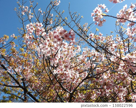 Kawazu cherry blossoms in full bloom in front of Inage-kaigan Station Kawazu cherry blossoms in full bloom in front of Inage-kaigan Station 138022596