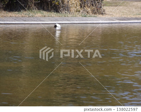 Northern pintails, migratory birds expected to arrive next winter, can be seen at the pond in Inage Seaside Park. Northern pintails, migratory birds expected to arrive next winter, can be seen at the pond in Inage Seaside Park. 138022597