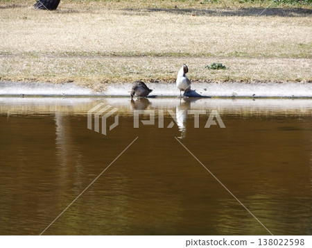 伊納格海濱公園沙灘池塘冬季候鳥北針尾鴨 伊納格海濱公園沙灘池塘冬季候鳥北針尾鴨 138022598