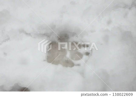 Snow-covered ground, dog footprints Snow-covered ground, dog footprints 138022609